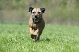 BORDER TERRIER 082